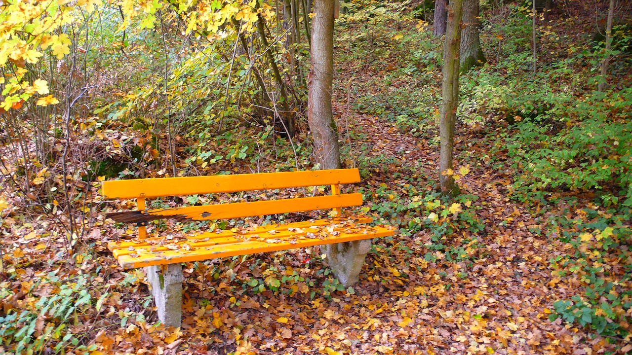 forest bank autumn free photo