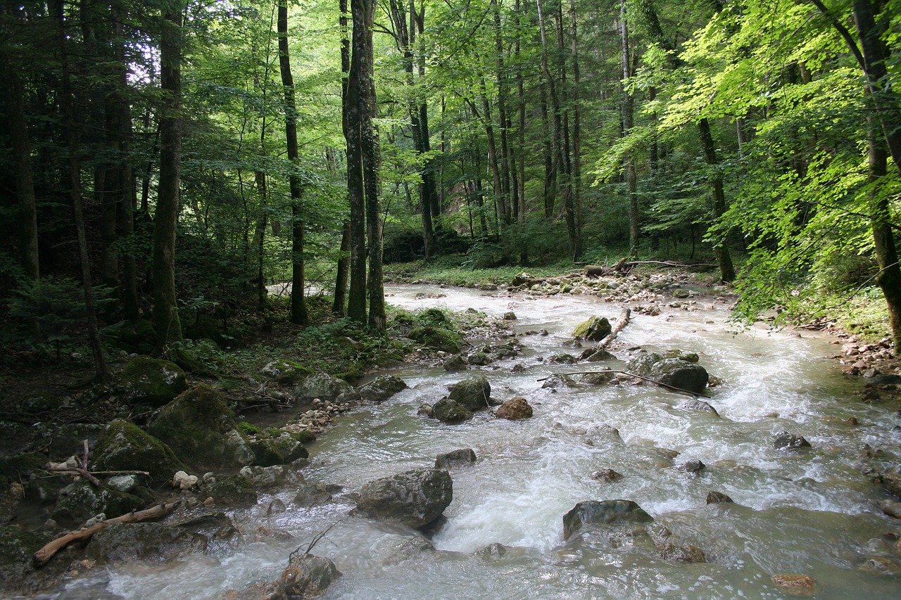 forest switzerland idyll free photo