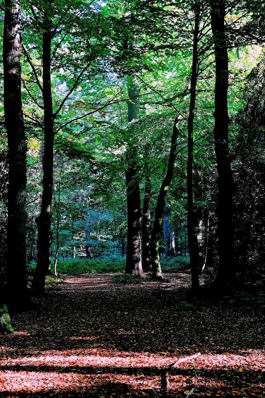 forest late summer nature free photo