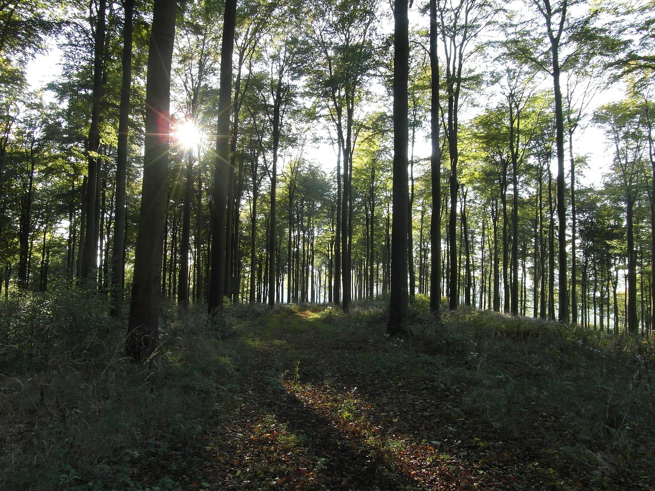 Download free photo of Forest,trees,leaves,autumn,sunbeam - from ...