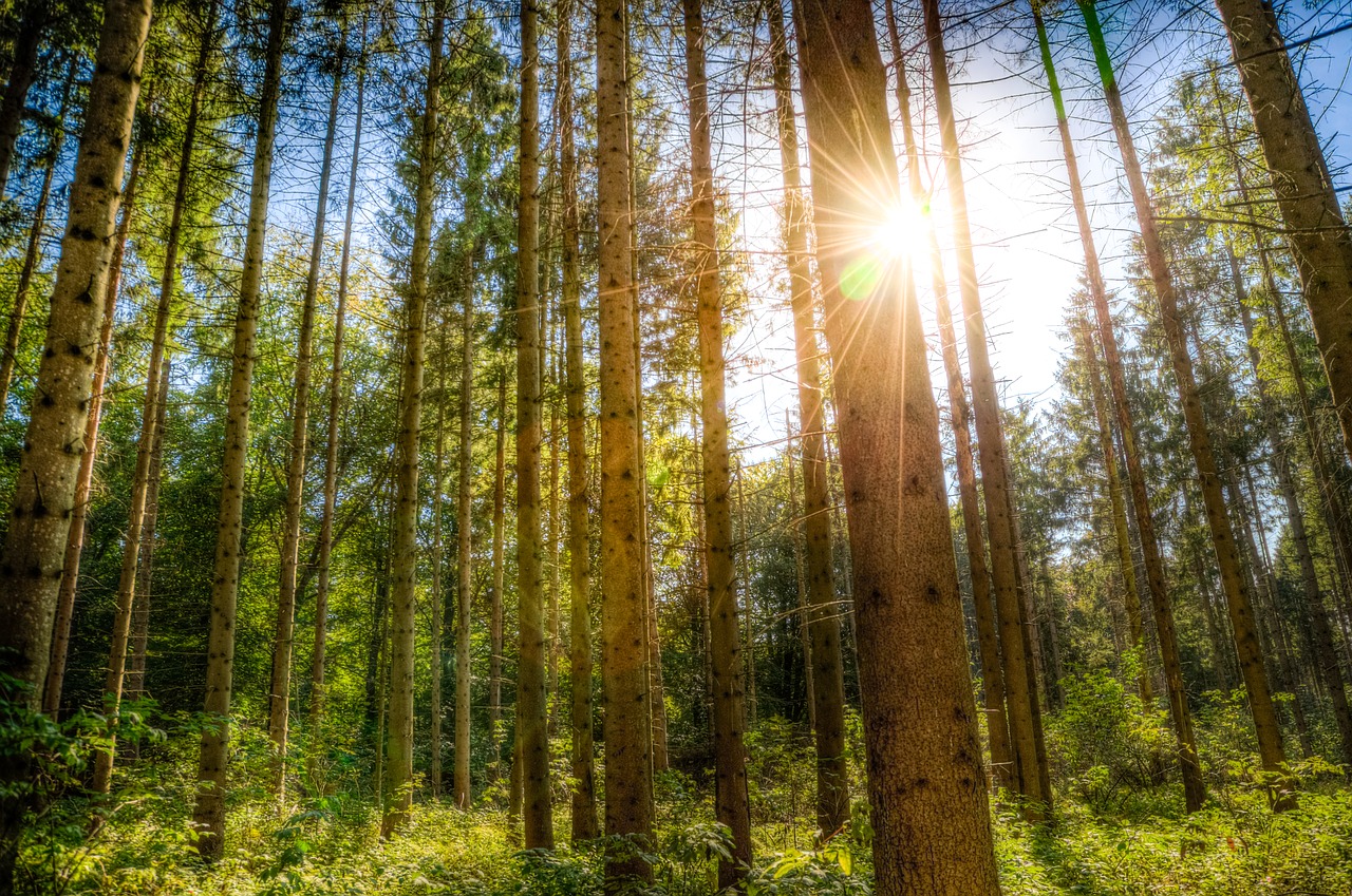 forest sunlight trees free photo