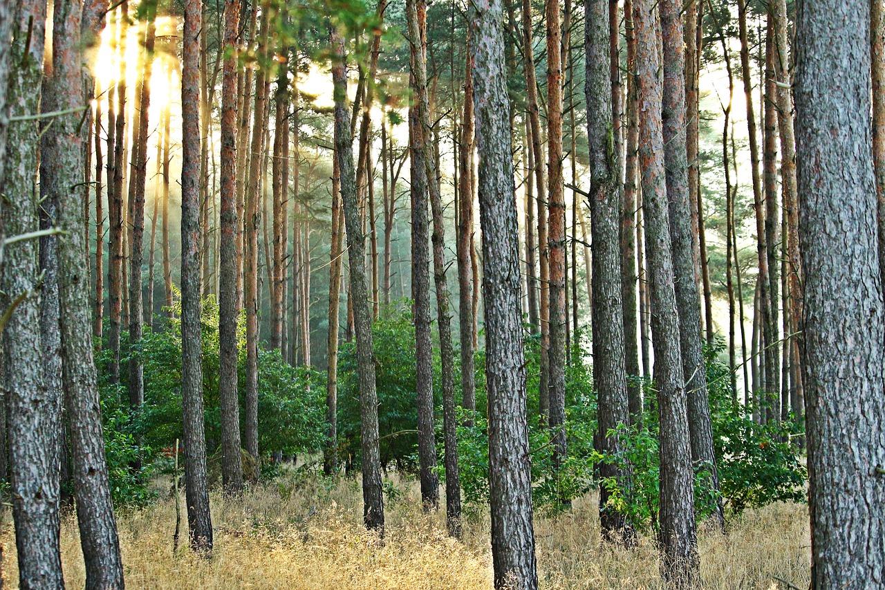 forest tree pine forest free photo