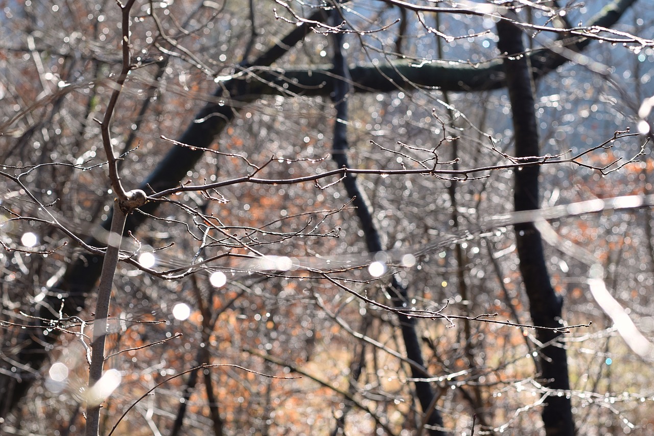 forest rain drop of water free photo