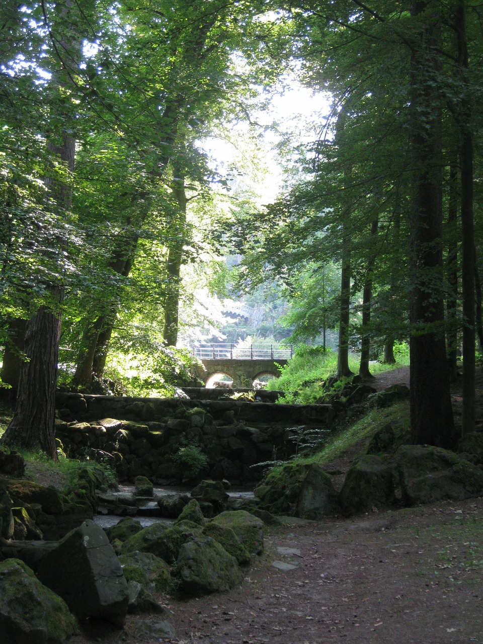 forest trees sunbeam free photo