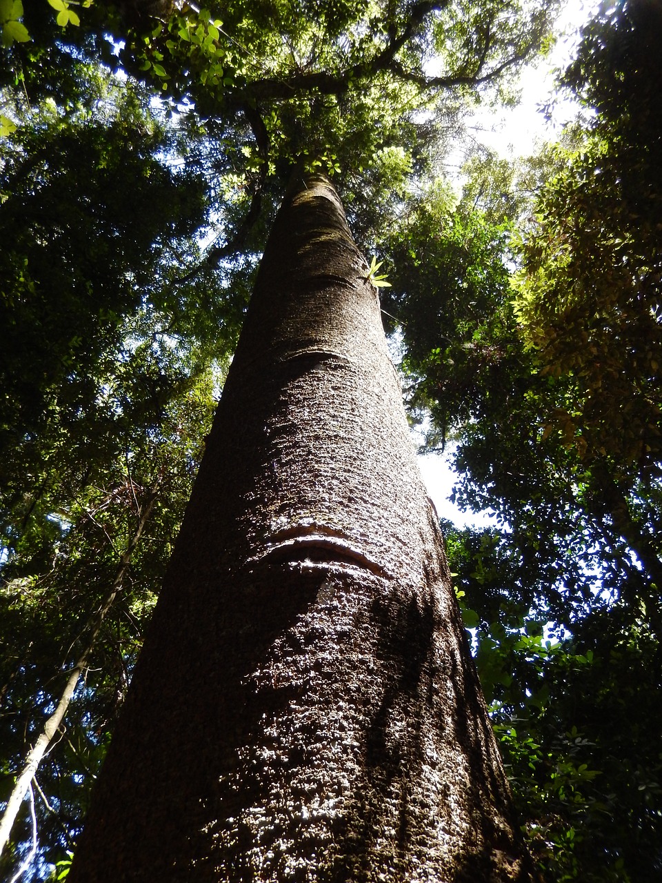 forest tree rainforest free photo