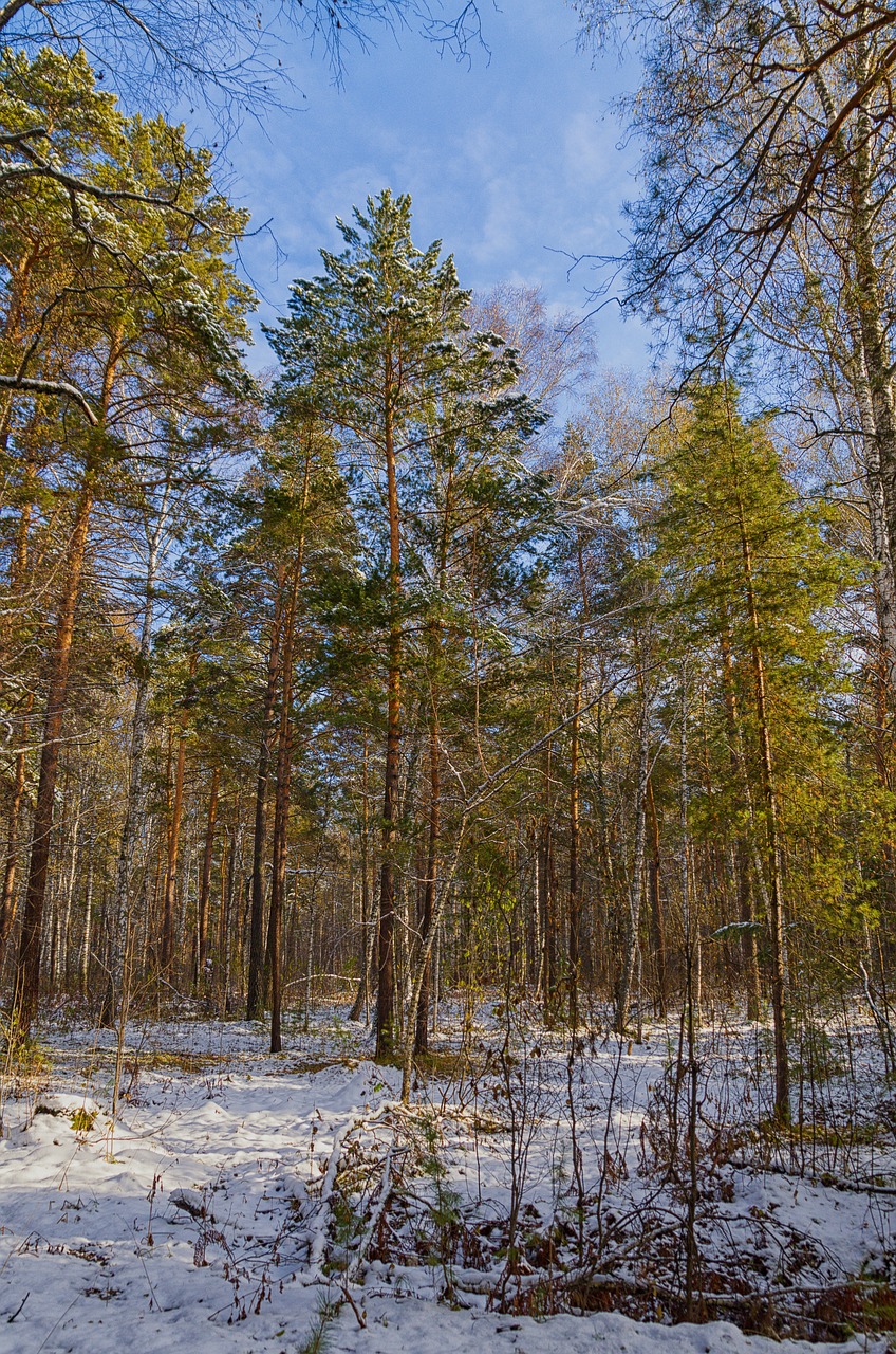 forest nature autumn free photo