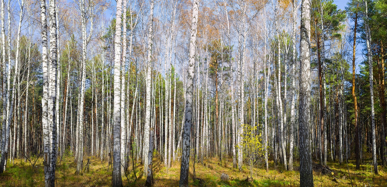 forest autumn birch free photo