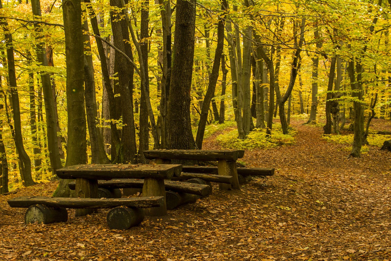 forest bench table free photo