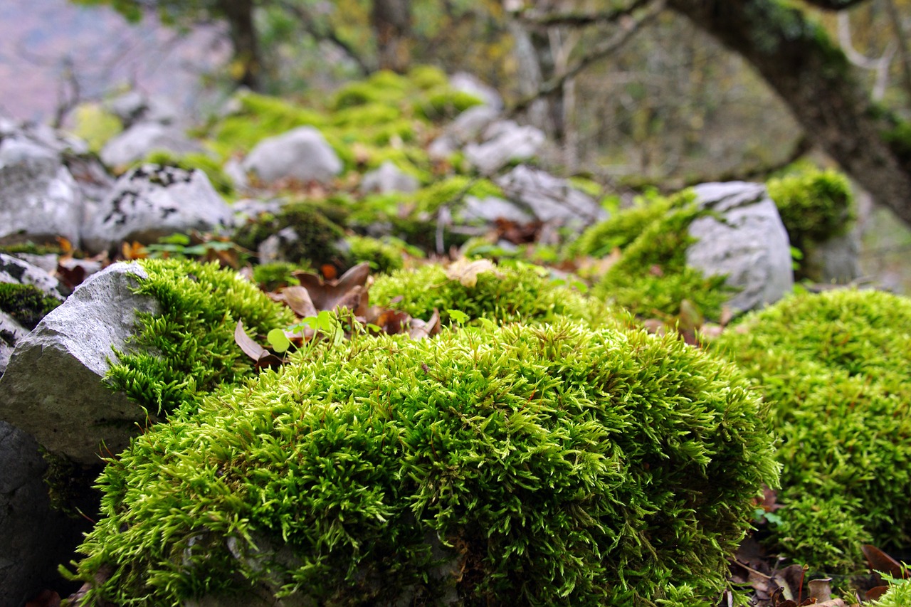 forest underwood moss free photo