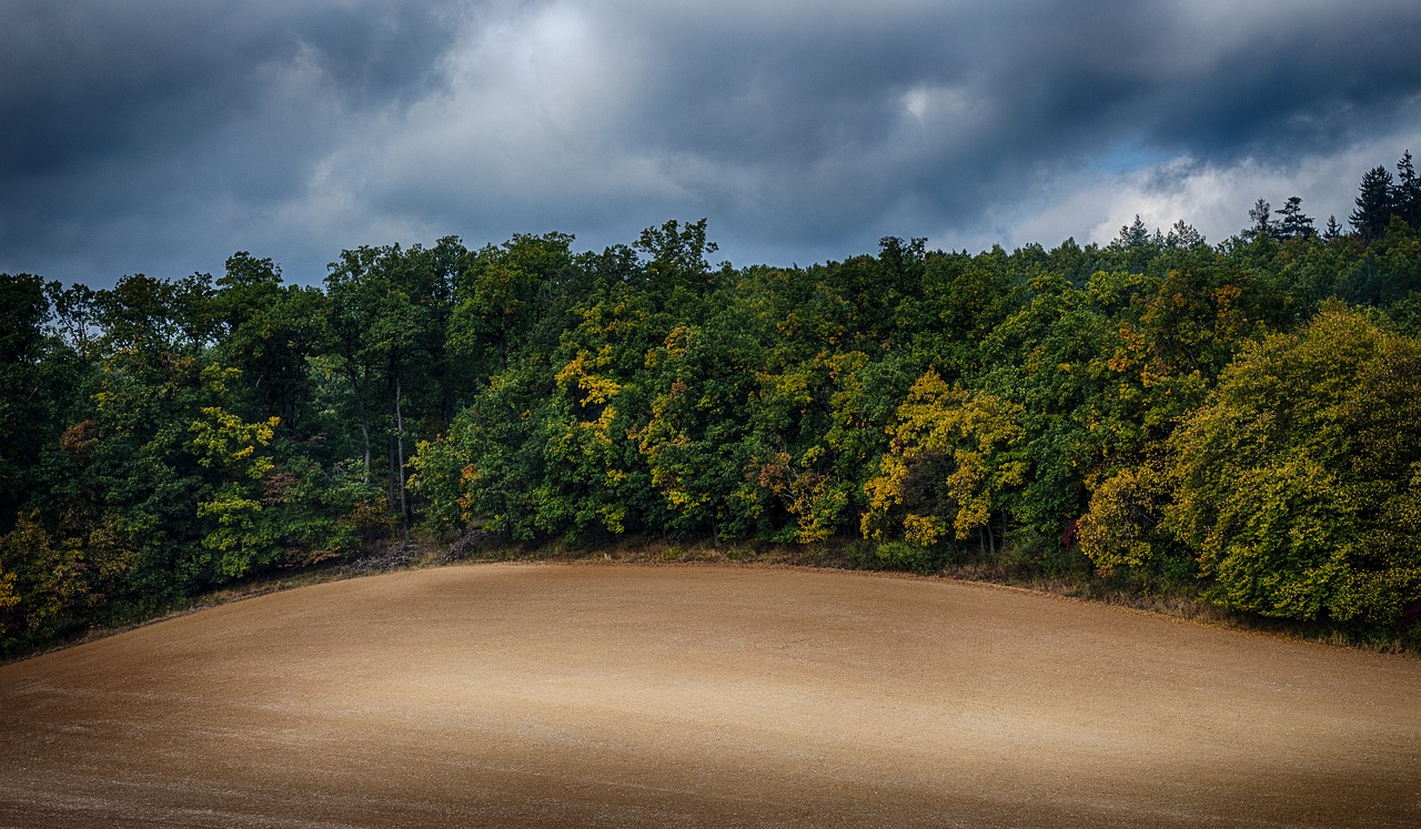 forest heaven field free photo