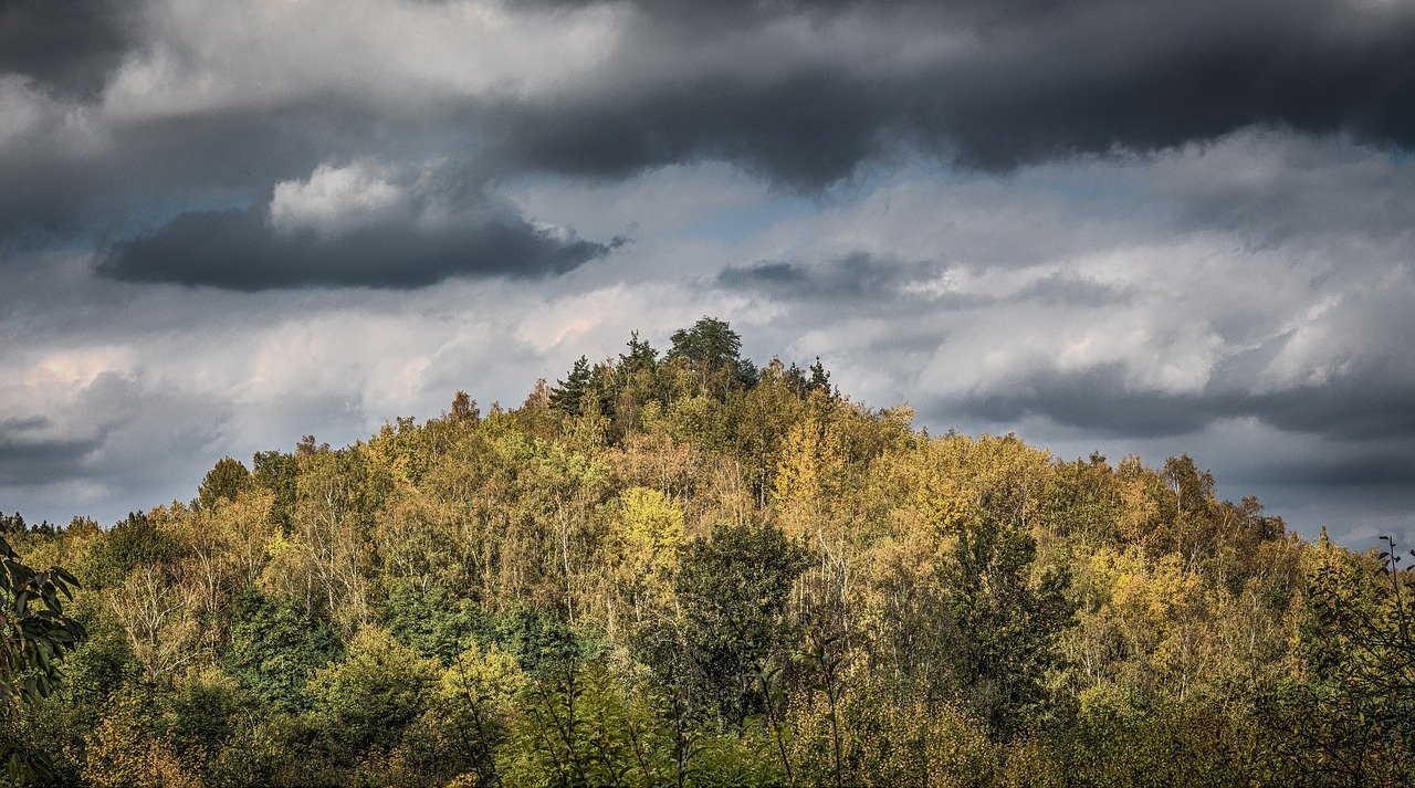 forest heaven trees free photo