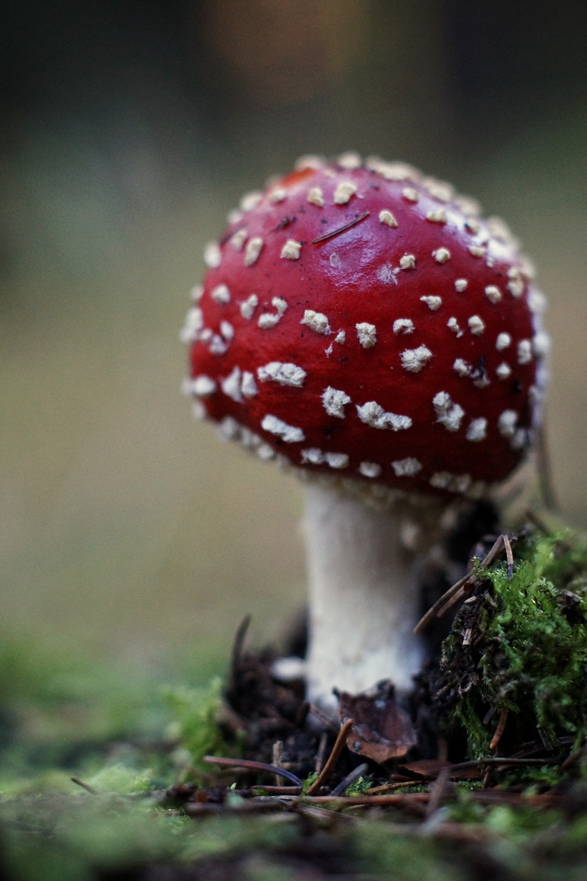 forest autumn mushroom free photo