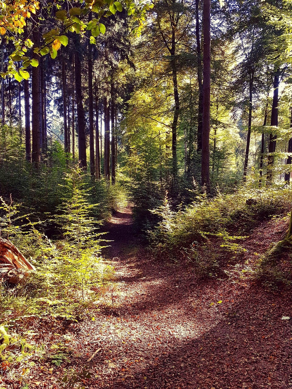 forest forest path autumn free photo