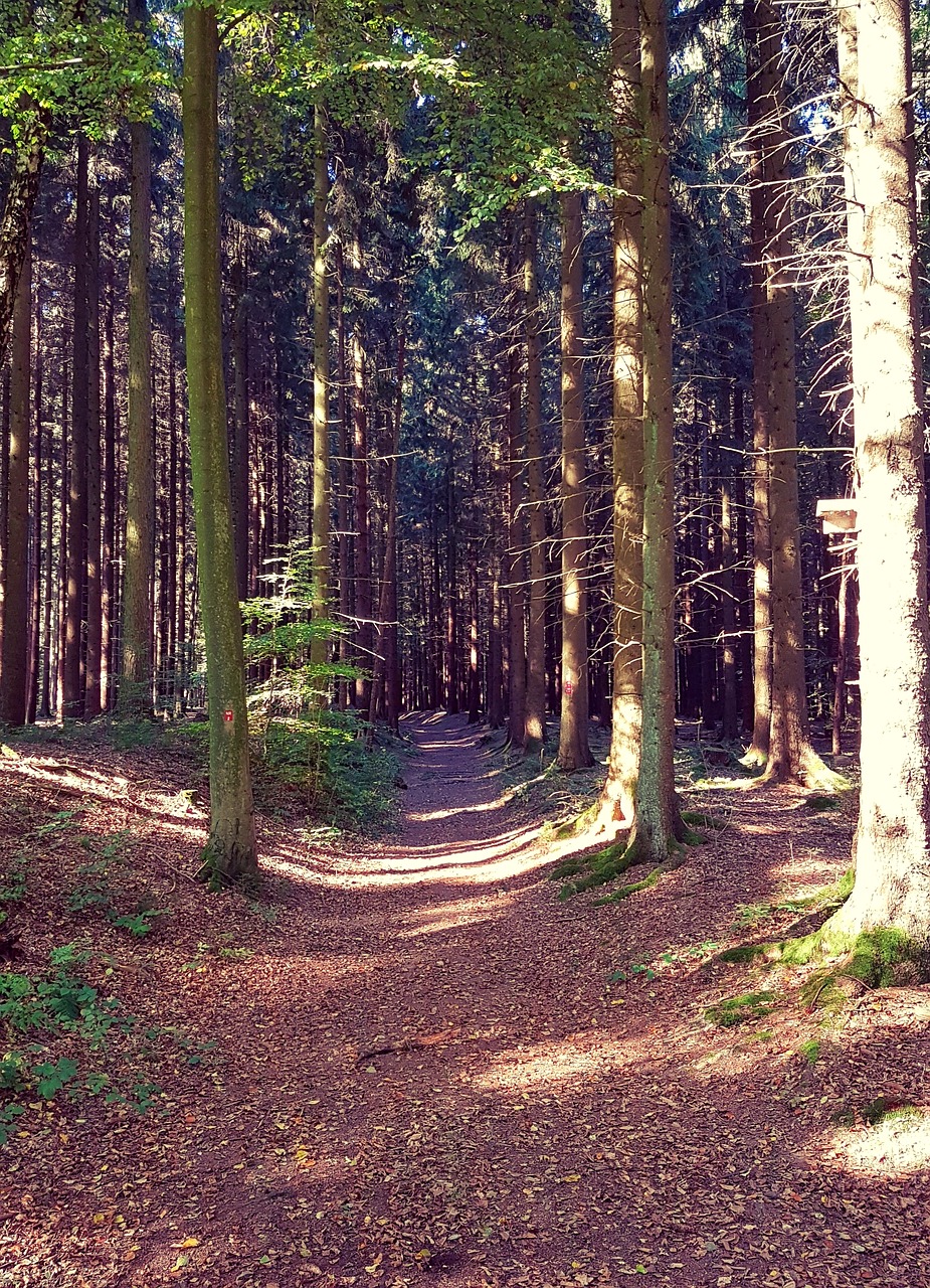 forest forest path autumn free photo