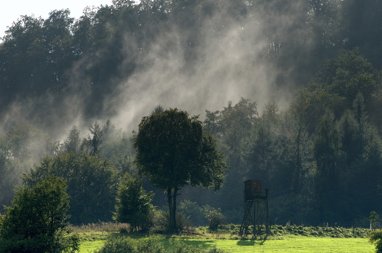 forest fog trees free photo