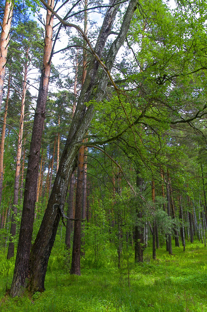 forest spring nature free photo