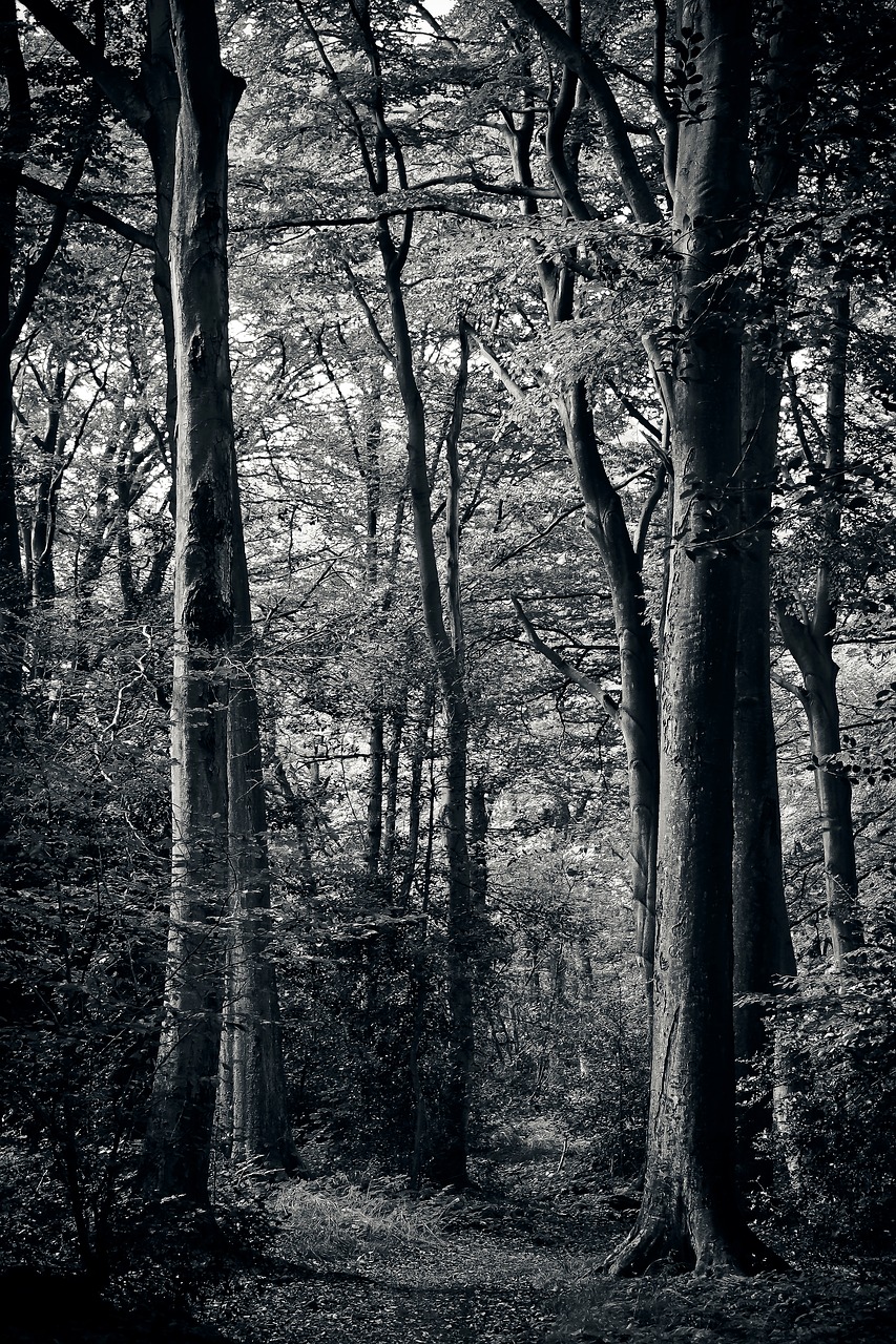 forest trees nature free photo