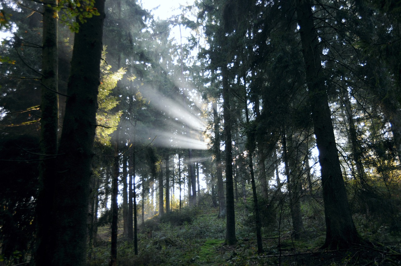 forest sunbeam sunlight free photo