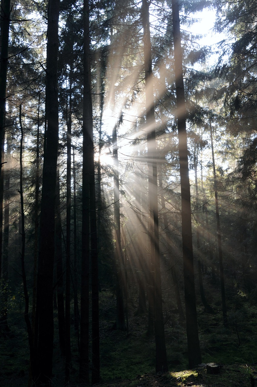 forest sunbeam sunlight free photo