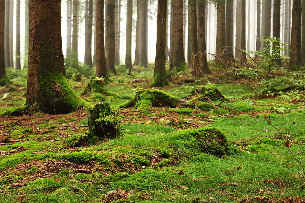forest moss forest floor free photo