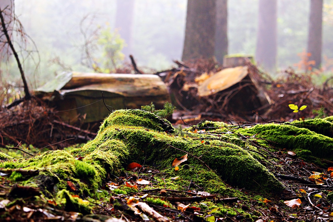 forest moss tree stump free photo