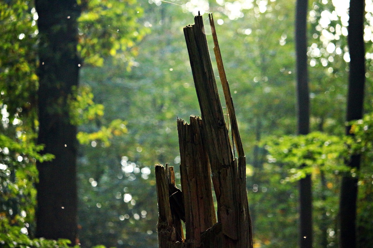 forest tree stump autumn free photo