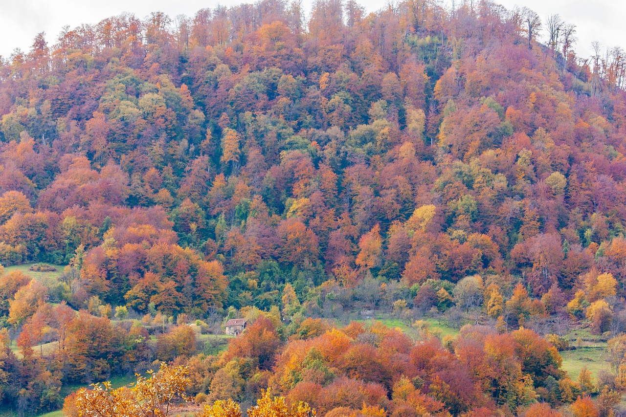 forest trees wood free photo