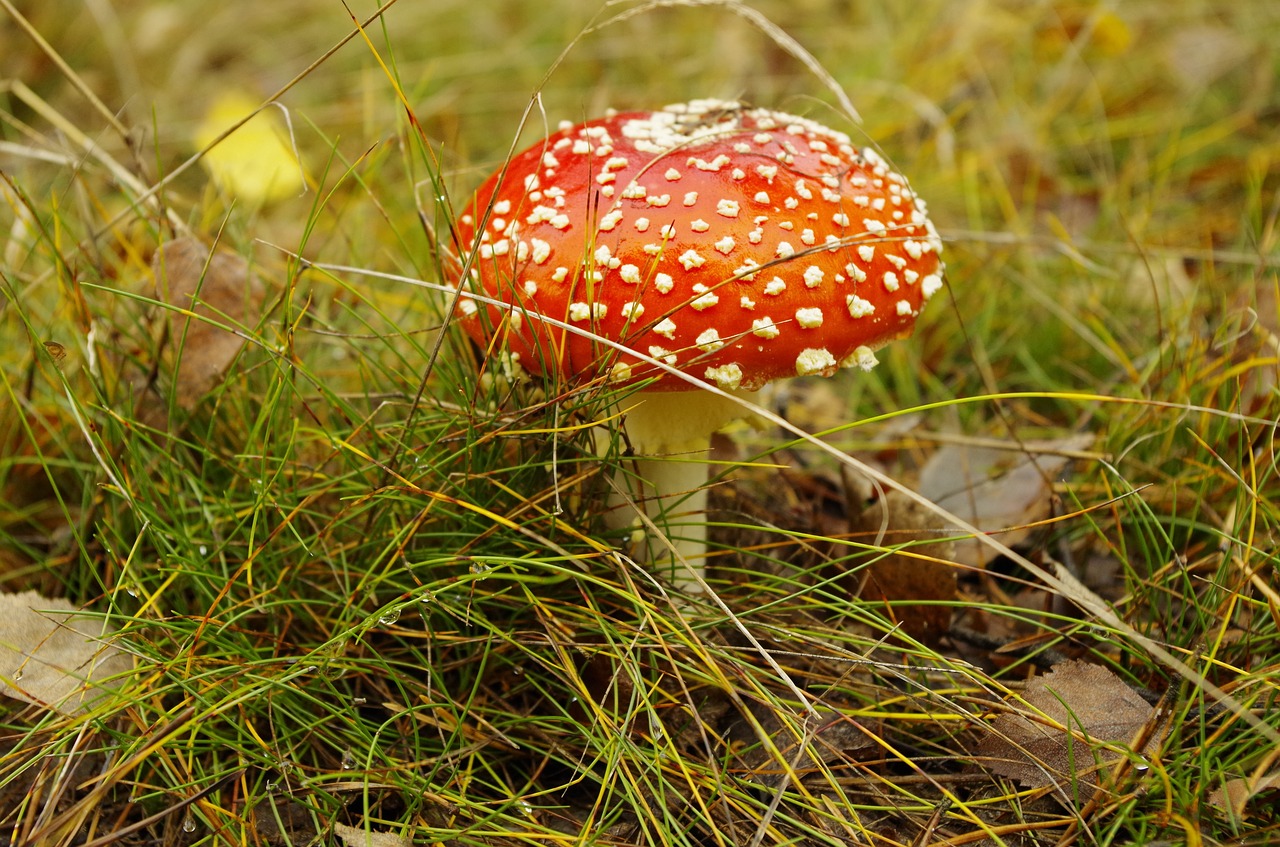 forest poisonous mushroom autumn free photo