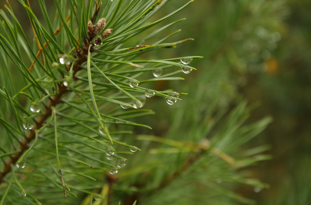 forest sprig needles free photo