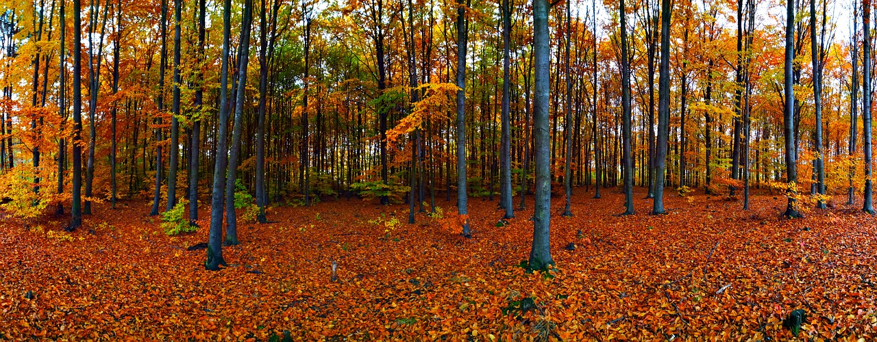 forest autumn foliage free photo