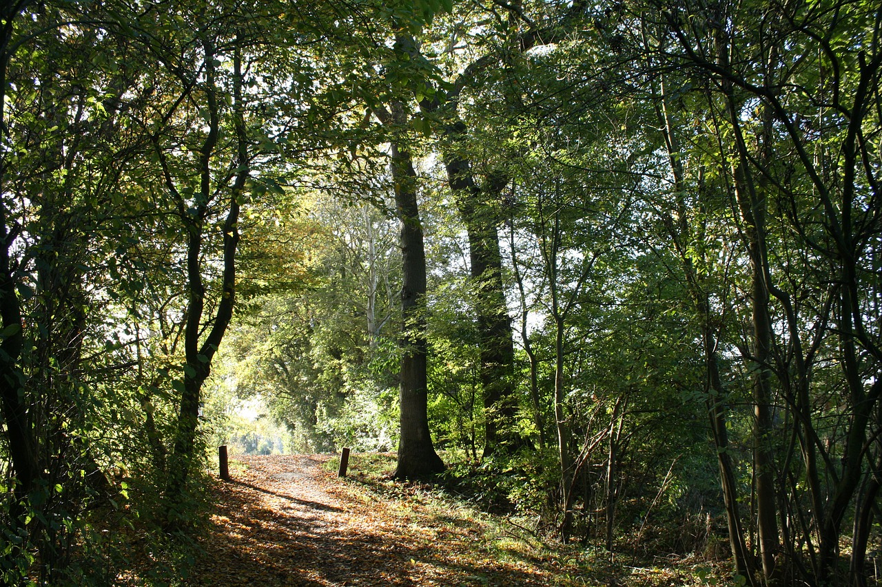 forest autumn sun free photo