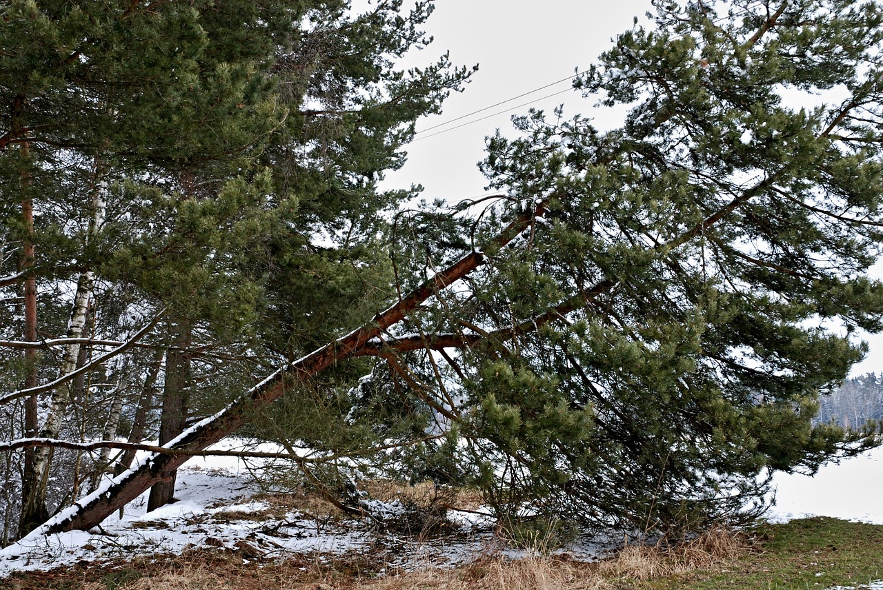 forest tree pine free photo