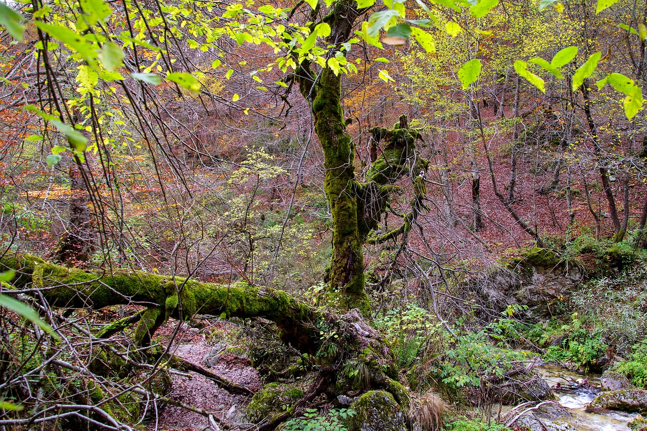 forest mountain tree free photo