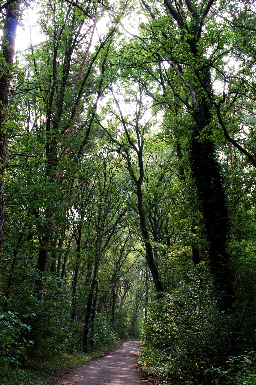 forest trees nature free photo