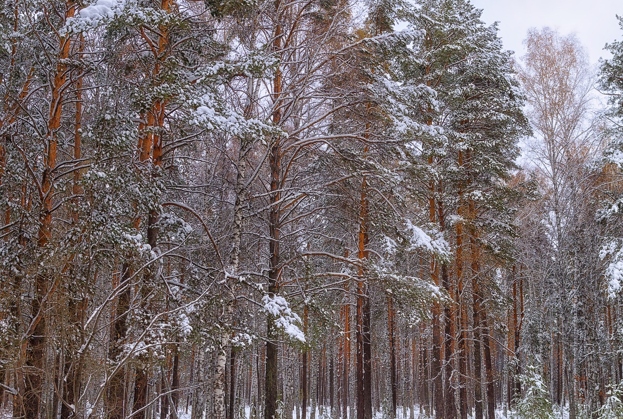 forest snow winter free photo