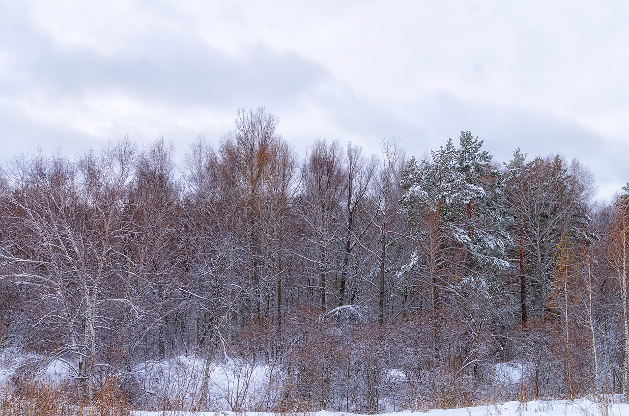 forest snow cloud free photo