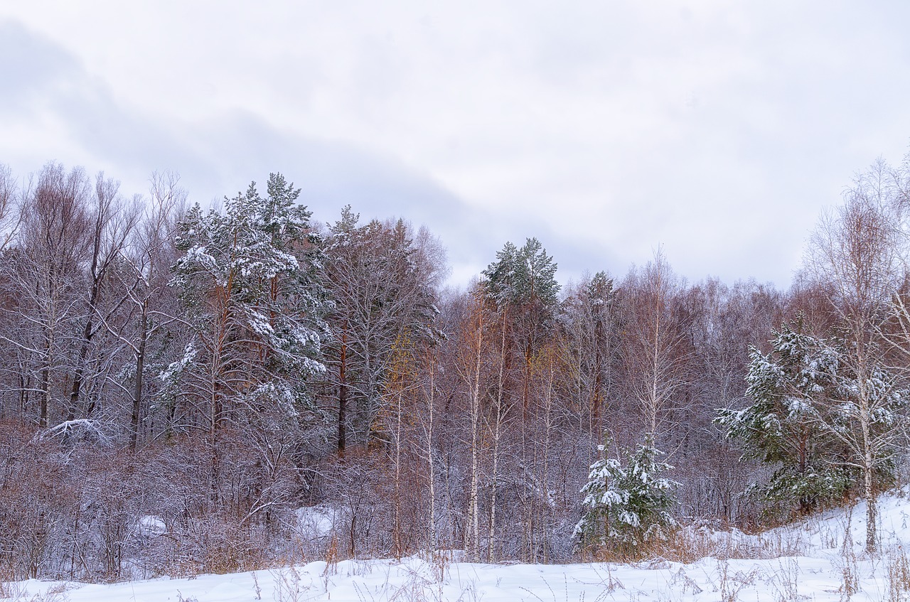 forest snow cloud free photo