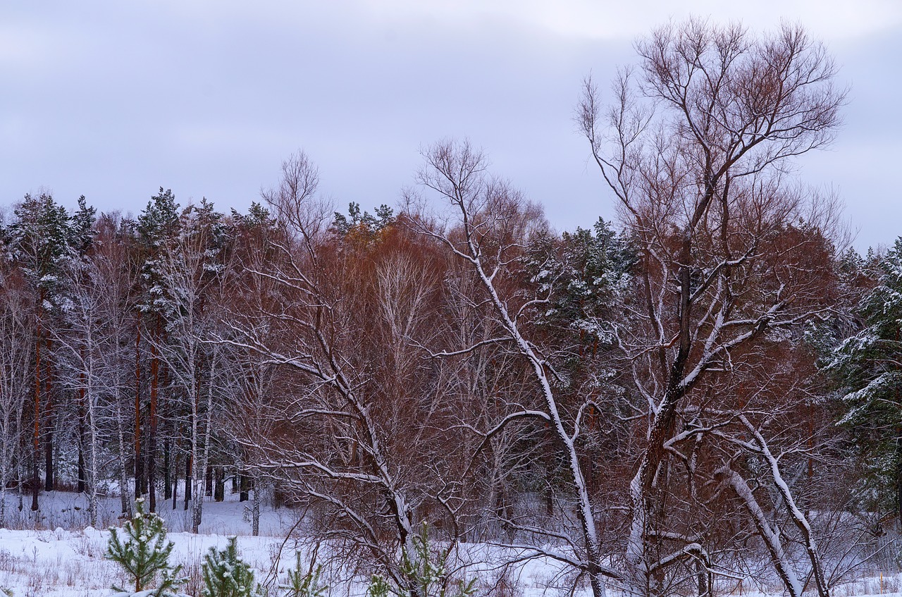 forest snow winter free photo