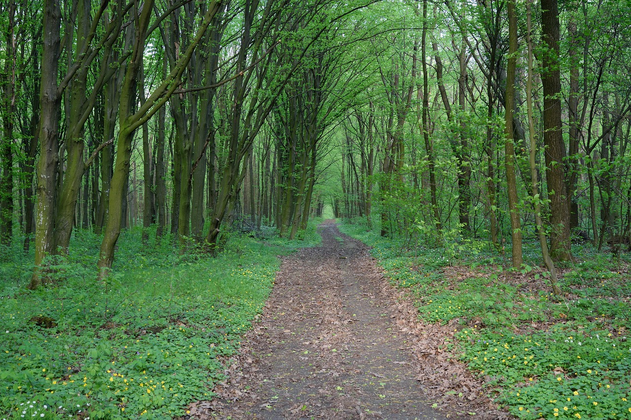 forest the way road free photo