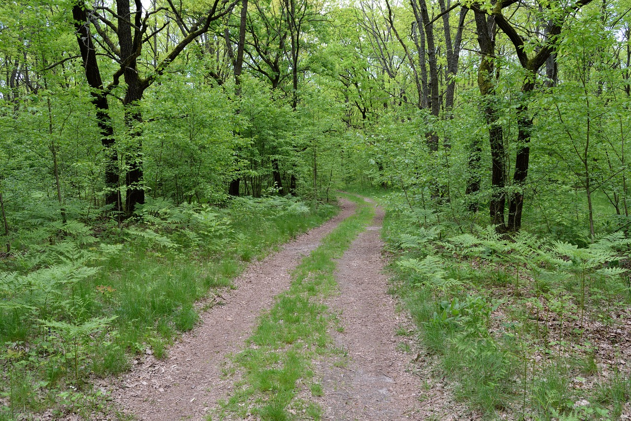 forest trees nature free photo