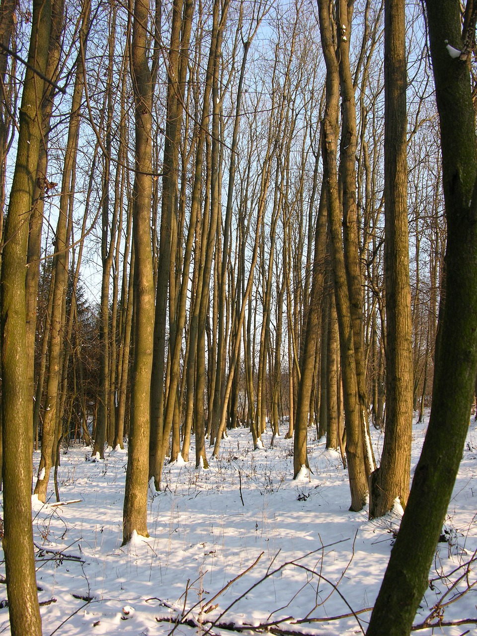 forest snow winter free photo