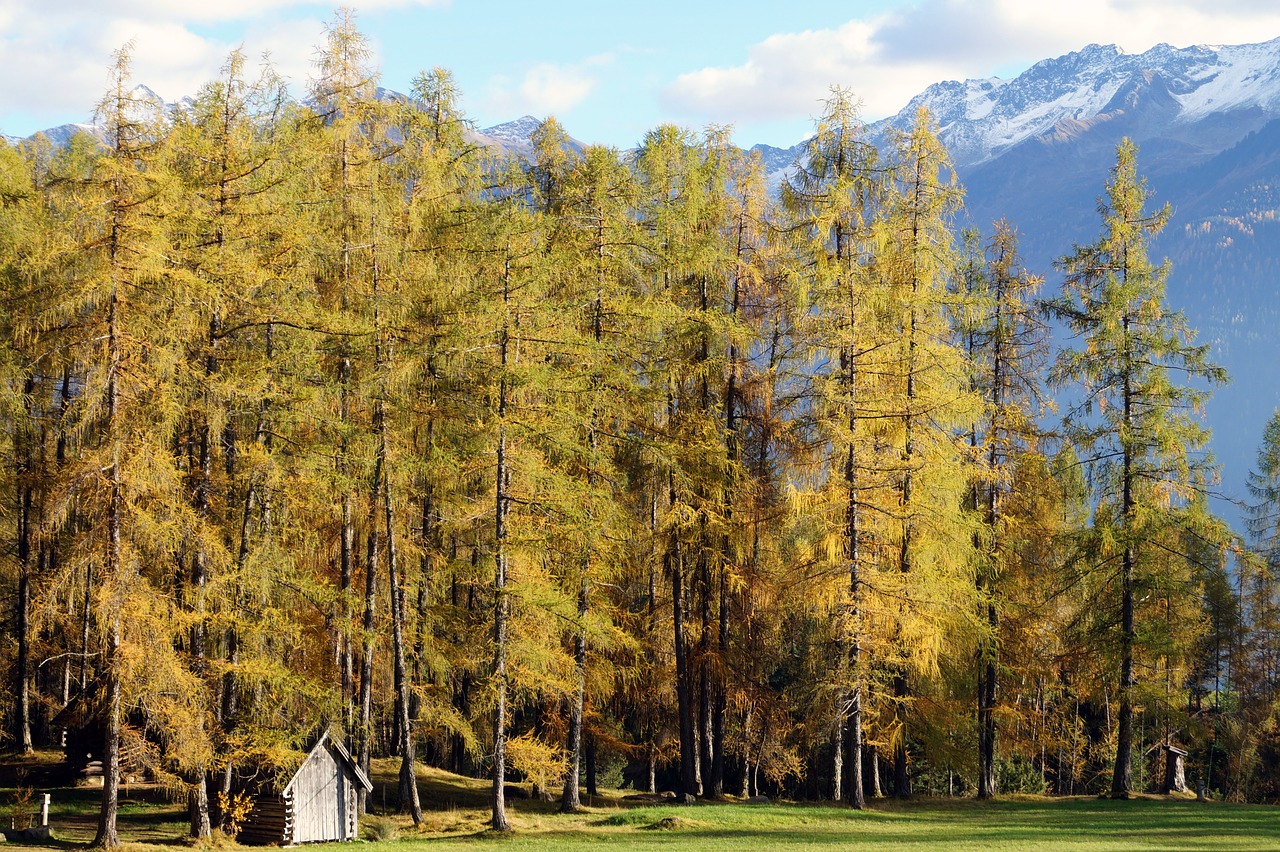 forest autumn pine free photo