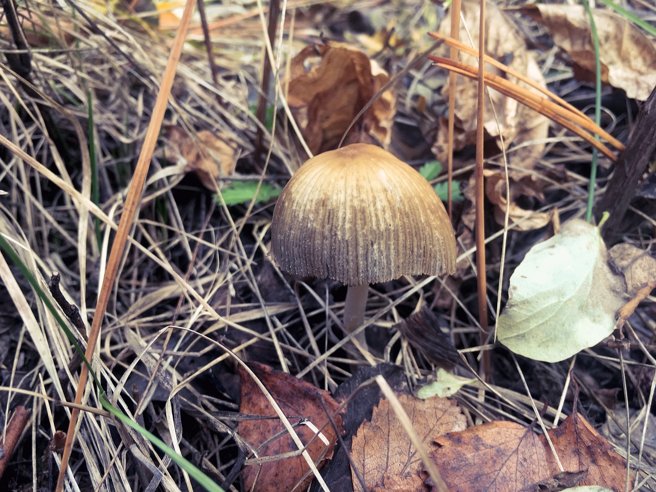 forest mushroom light free photo