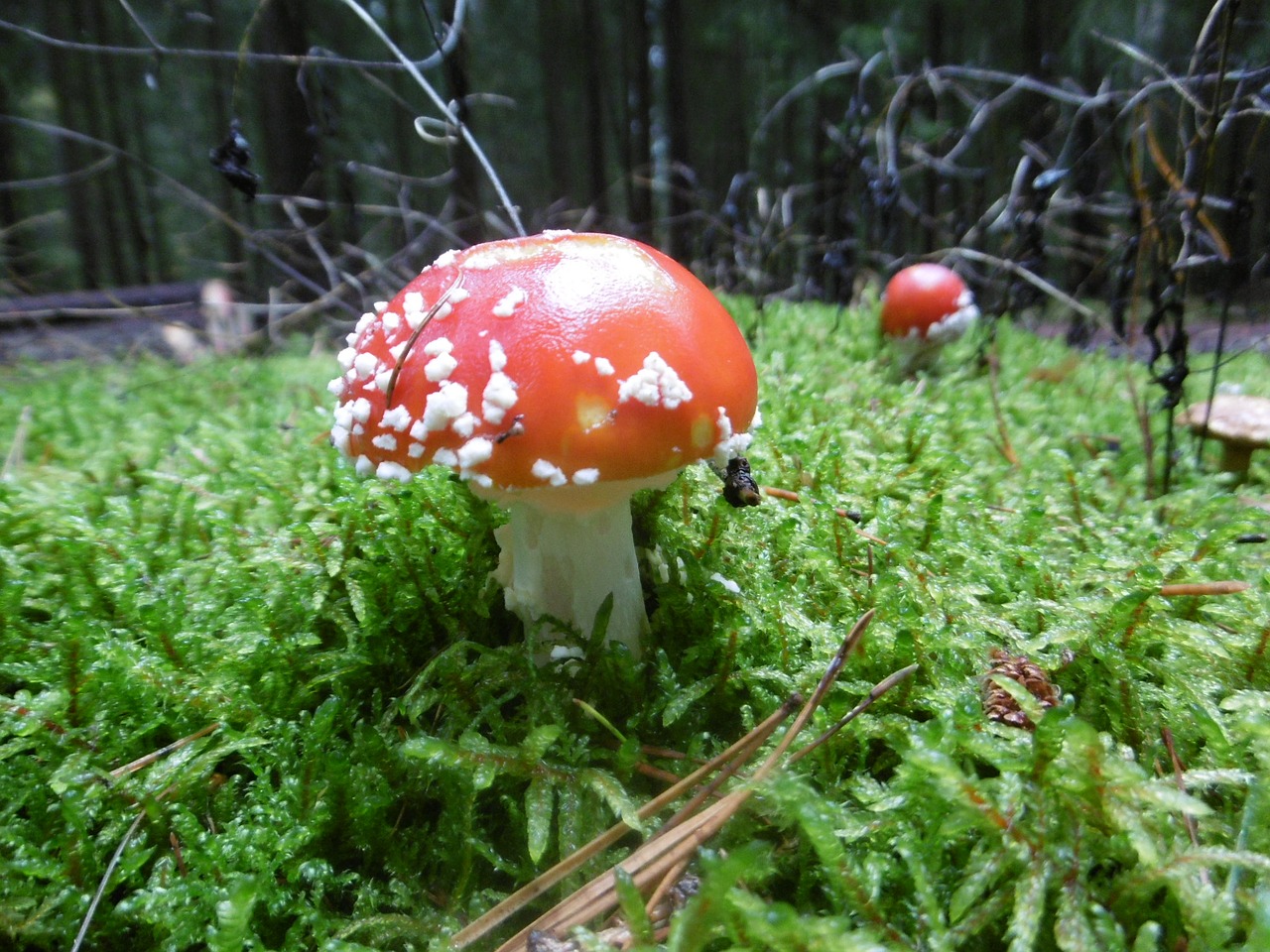 forest mushroom autumn free photo