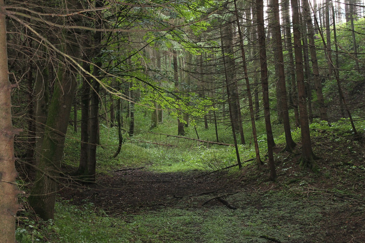 forest gloomy trees free photo