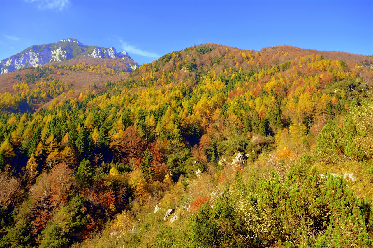 forest mountain autumn free photo