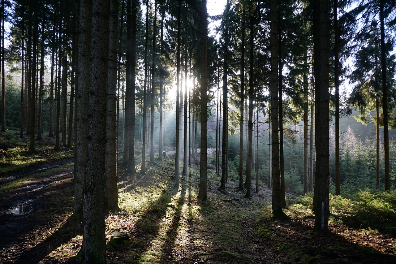 forest back light trees free photo