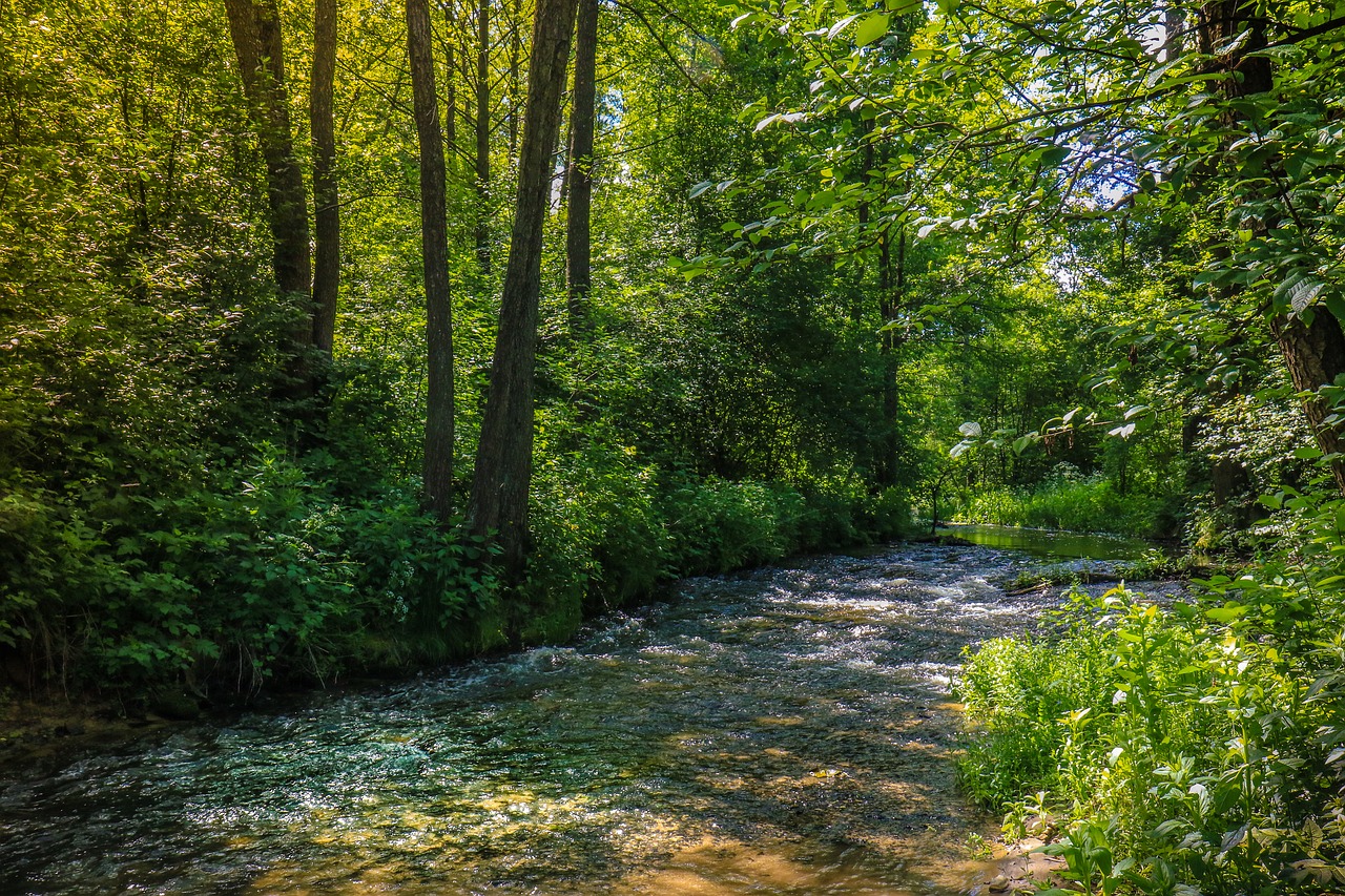 forest stream torrent free photo
