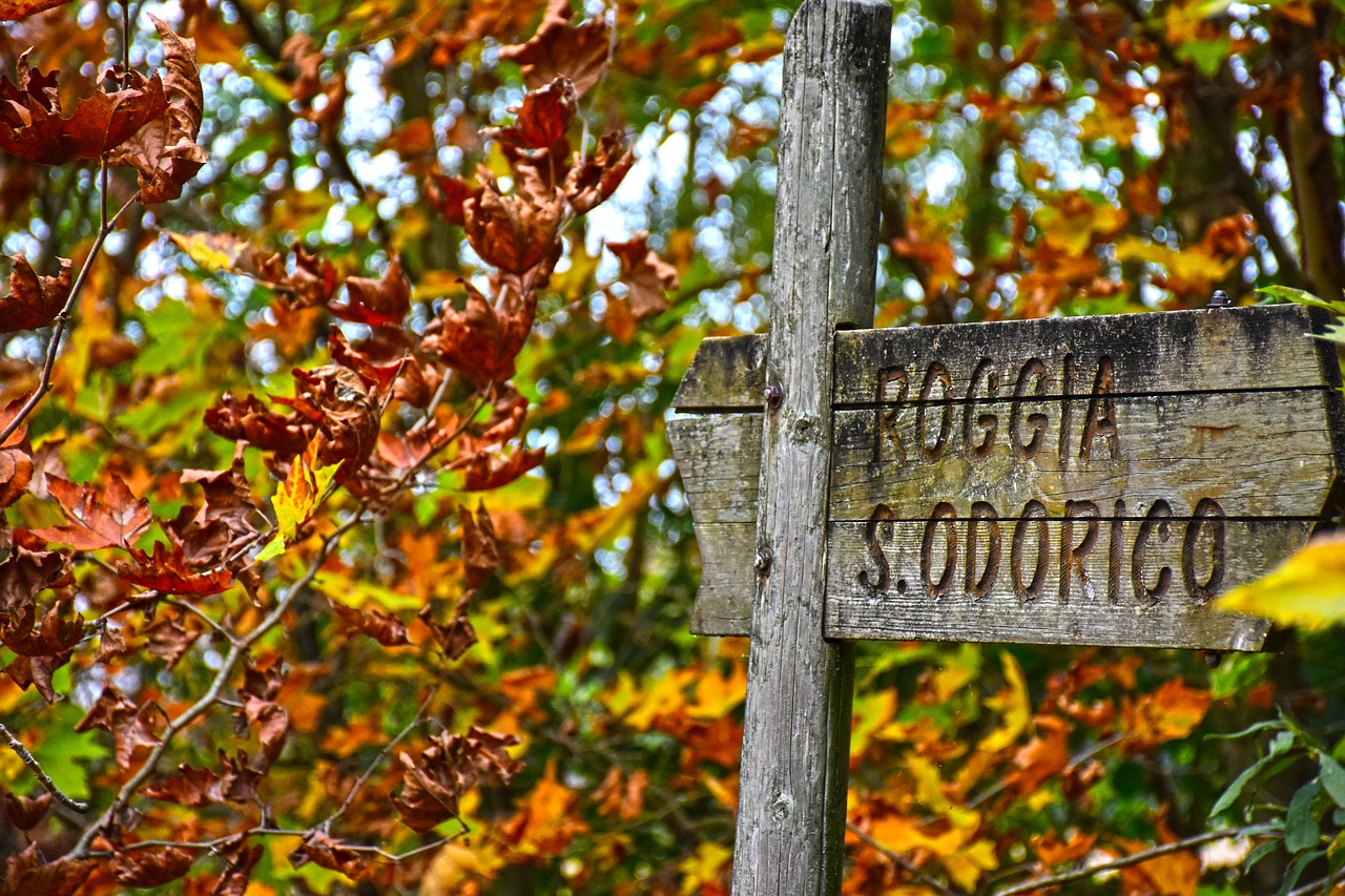 forest autumn autumn woods free photo