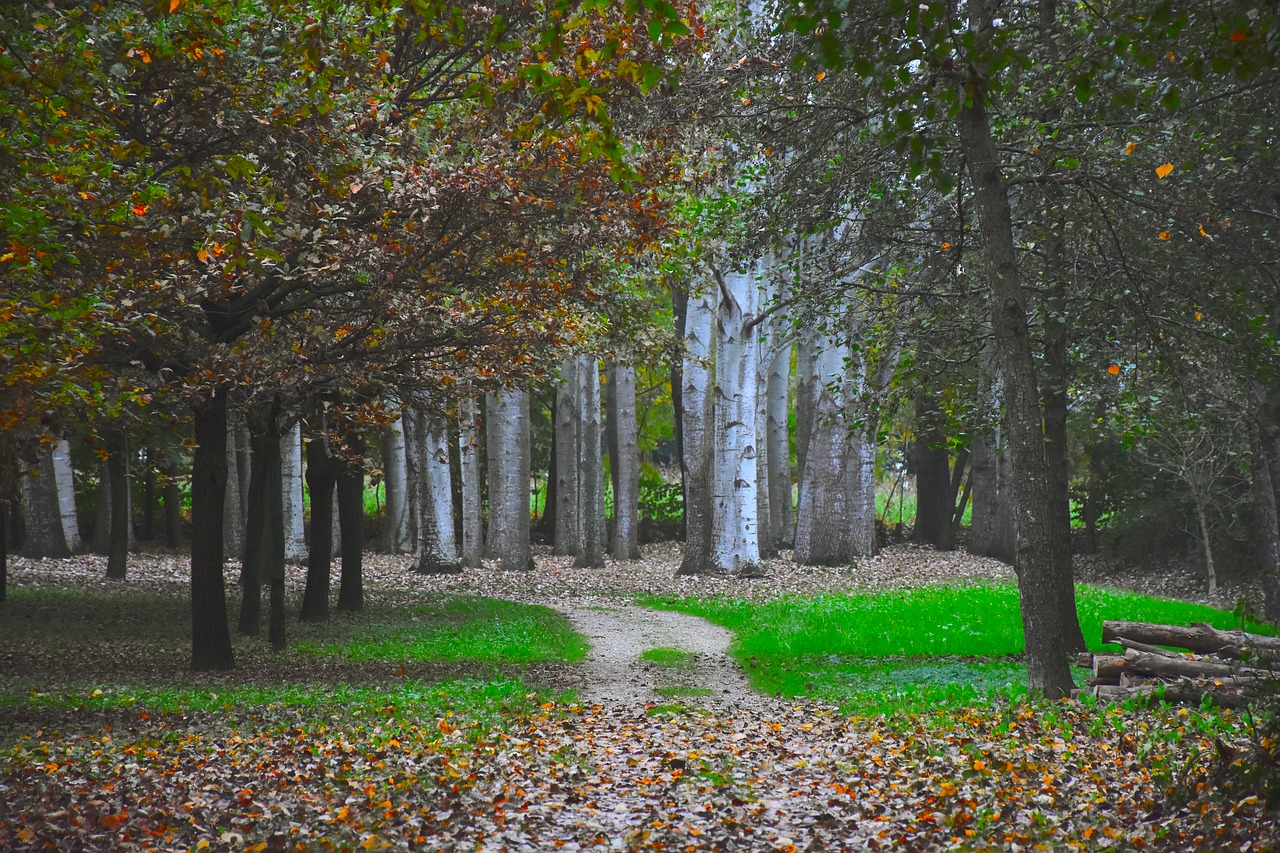 forest trail autumn free photo